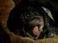 videos de MY NEW GROOMED PUG