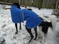 Luna and Jubilee fight/playing in yard