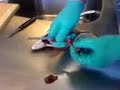 Low quality video. Dissection of Brown Trout. Made by Bsc. Lars and Bsc. Rógvi University of the Faroe Islands