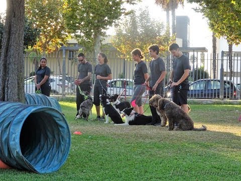 Exhibición de Agility celebrada en Isla Cristina