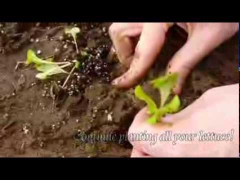 how to transplant seedlings