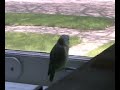 Parker gives Parrotlet kisses