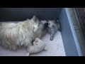 Click here to watch this video Kennel SweetBeauty, Cairn Terrier hvalpe født 25. april 2012, optaget 25. maj 2012 kl. 18:45