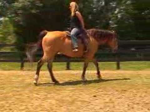 Moon, AQHA Buckskin gelding