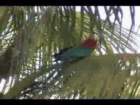 Guyana ( Part 2 of 9 )