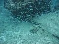 Snorkel in Playa Lagun