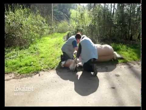 Köln: Lea Schenker - Tierbestattung - WDR Lokalzeit a ...