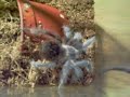Lasiodora parahybana L8 vs Tenebrio molitor Lasiodora parahybana L8 vs Tenebrio molitor