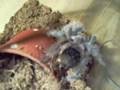 Lasiodora parahybana L8 vs Tenebrio molitor