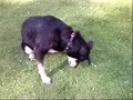 Clickern mit Lucky