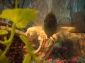 Cichlid Tank