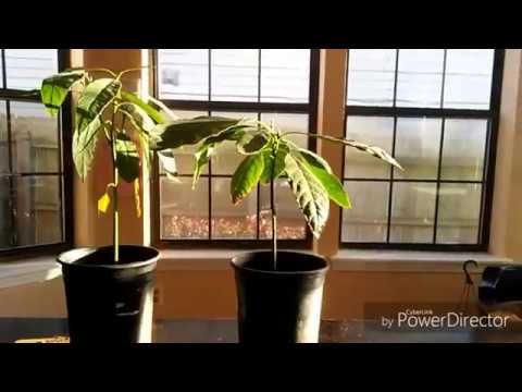 video-linktoworks-How to Grow an Avocado Tree