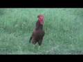 Here Comes The Rooster!