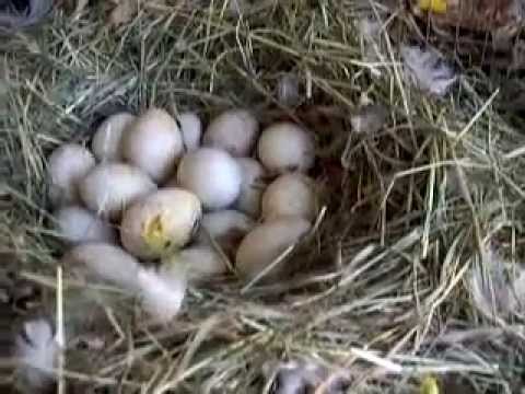 how to take care of a duck egg