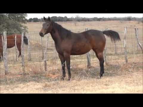 how to treat equine proud flesh