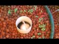 Dicko's 50 litre Aquaponics Micro system