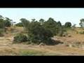 African Safari: Simba Lions Zebra Hunt Earthwatch Institute