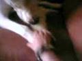 Dogo Argentino video