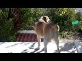 TUCO, EL MASTIN PINTO Y RABON DE 6 MESES