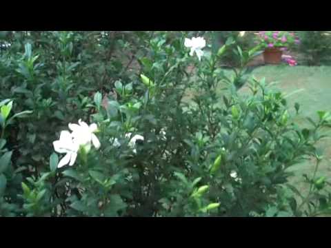 how to transplant a bridal wreath bush