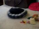 Izzy the Turtle