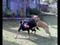 Woofs day out part 4