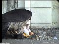 The female feeds the chicks