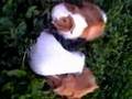 guinea pig モルモットのお散歩（無修正ノーカット版）携帯撮影転地逆編ｗその１