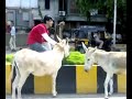 Donkeys Love