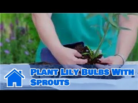 how to replant lily bulbs