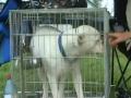 caninedogproject2