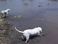 Dogo Argentino 7 meses Dogo Argentino 7 meses