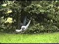Burglar Jumps Off A Roof Into A Tree Must See Burglar Jumps Off A Roof Into A Tree Must See