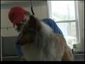 Adamstown groomer nabs spot on Animal Planet series