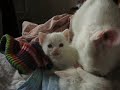 Kittens!