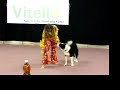 vitello dog\