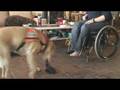 Servicehund