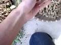 videos de 11.2/gifu.mp4