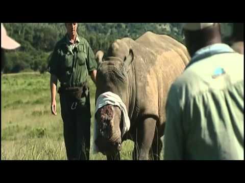 Stop rhino poaching in Africa Stop rhino poaching in Africa
