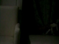 El gato bailando Simarik de Tarkan ... Para morirse de Risa... o algo parecido