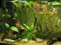 Tropical Fishes