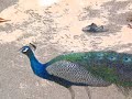 Amma - Melmaruvathur Bangaru Adigalar