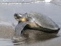 Wildlife Scene, Galapagos Islands, Ecuador