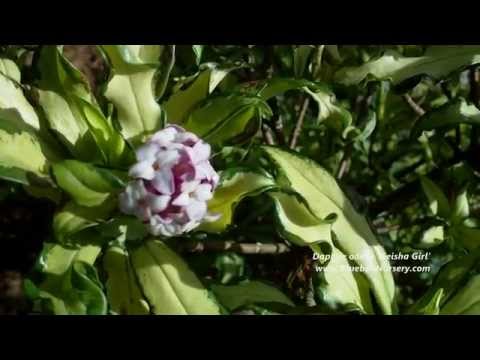 how to transplant daphne odora