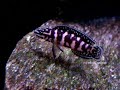 Julidochromis sp. 