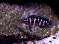 Tanganyika de Libra - Julidochromis sp. \"Gombe\"