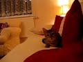 Horror Cat Attacks!