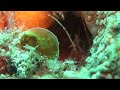 謎の触手.wmv