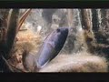 Lake_Tanganyika_Part3.flv Lake_Tanganyika_Part3.flv