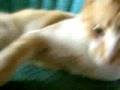 videos de Cornnut's flims